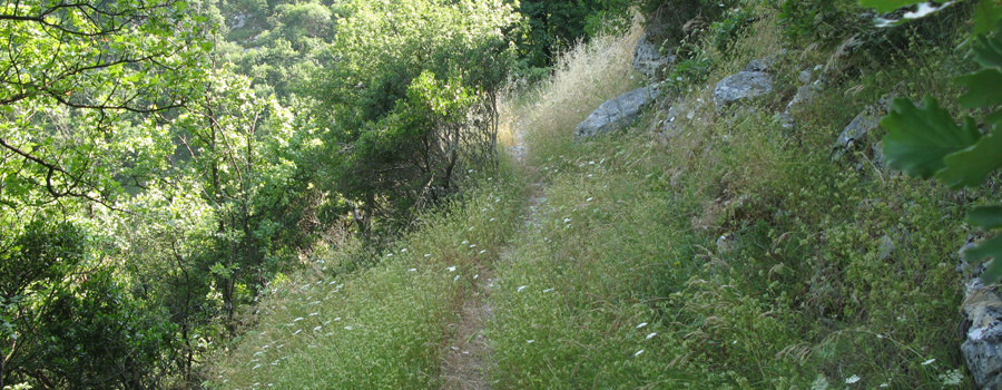 Monte Nerone Sentiero 13 - immagine 3