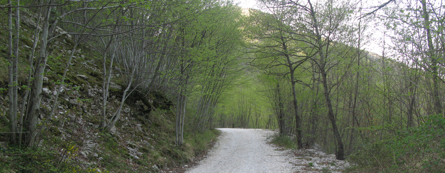 Monte Nerone Sentiero 16 - immagine 1