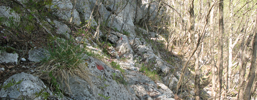 Monte Nerone Sentiero 21 - immagine 4