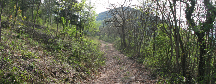 Monte Catria Sentiero 61 - immagine 2