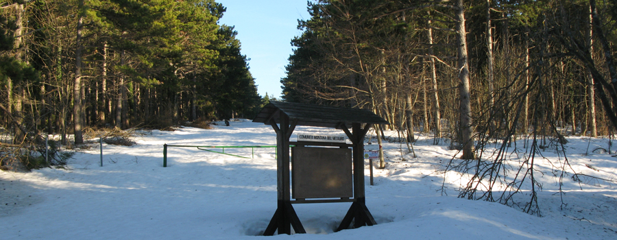 Bosco delle Cesane innevato