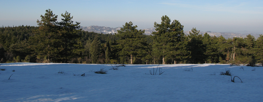 Panorama bosco Cesane neve