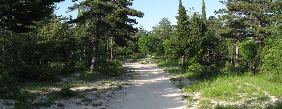 Strada nelle Cesane