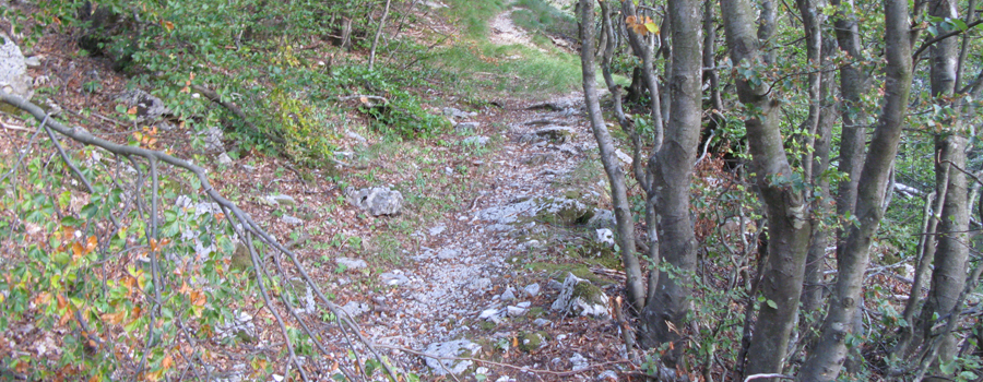 Monte Nerone Sentiero 1 - immagine 8