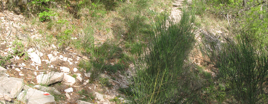 Monte di Montiego Sentiero 10 - immagine 10