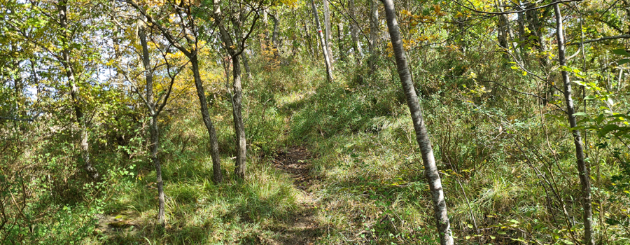 Parco Sasso Simone e Simoncello Sentiero 100 - immagine 3