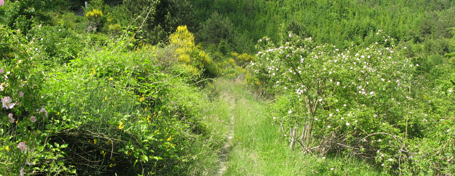 Parco Sasso Simone e Simoncello Sentiero 101 - immagine 2