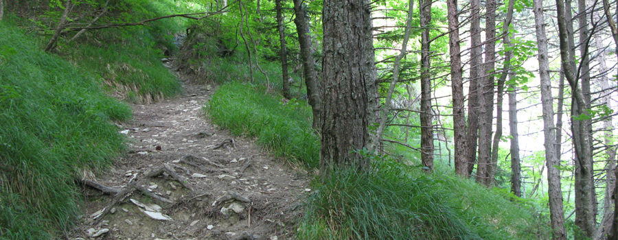Parco Sasso Simone e Simoncello Sentiero 101 - immagine 10