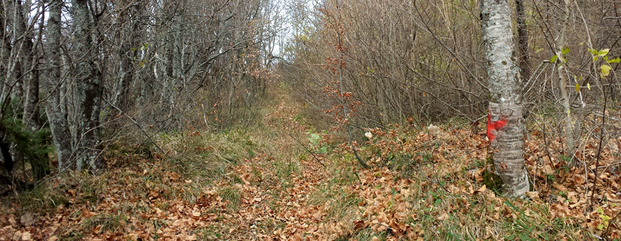 Parco Sasso Simone e Simoncello Sentiero 102A - immagine 3