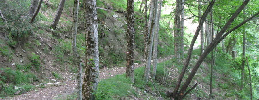 Parco Sasso Simone e Simoncello Sentiero 104 - immagine 7