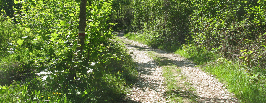 Monte Carpegna Sentiero 105 - immagine 9