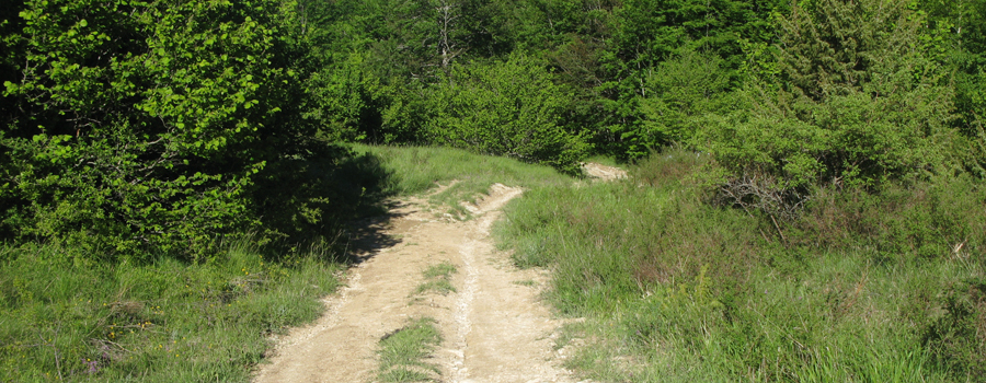 Monte Carpegna Sentiero 105/A - immagine 3