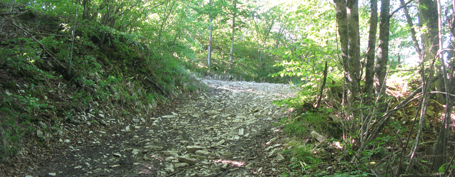 Monte Carpegna Sentiero 105/A - immagine 4