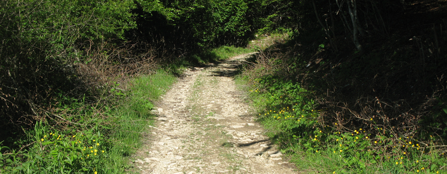 Monte Carpegna Sentiero 105/A - immagine 6