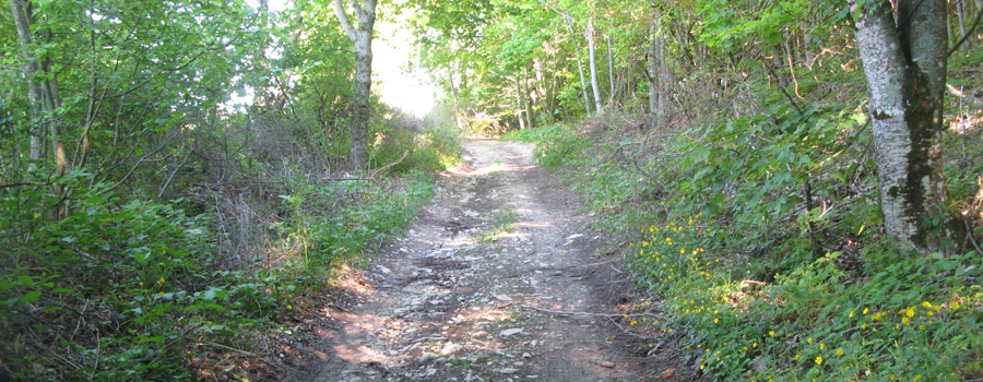 Monte Carpegna Sentiero 105/A - immagine 7