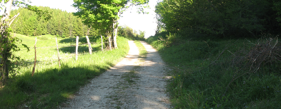 Monte Carpegna Sentiero 105/A - immagine 8