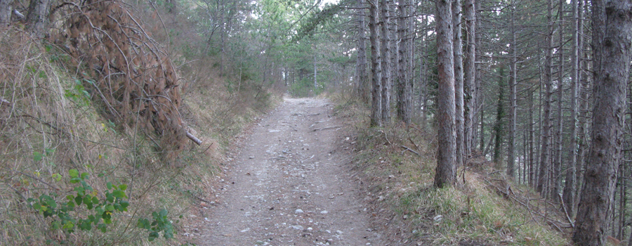 Monte Carpegna Sentiero 107 - immagine 8