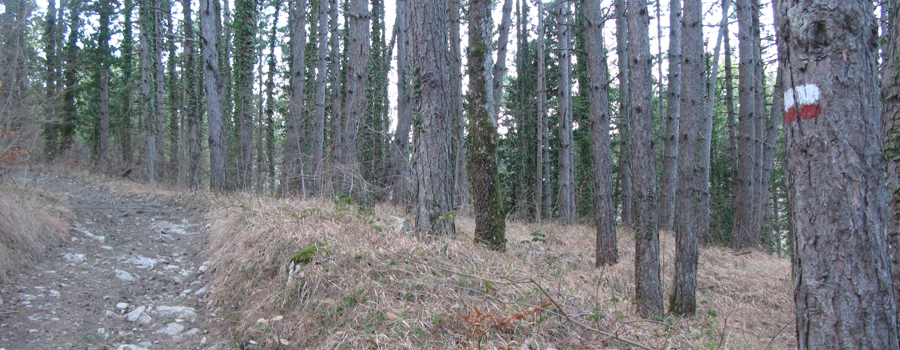Monte Carpegna Sentiero 107 - immagine 11