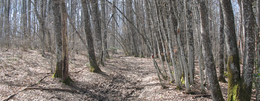Parco Sasso Simone e Simoncello Sentiero 118 - immagine 5