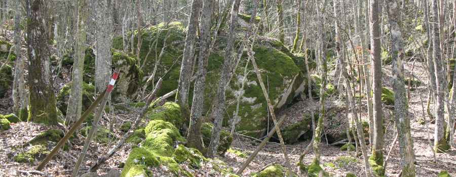 Parco Sasso Simone e Simoncello Sentiero 119/B - immagine 2