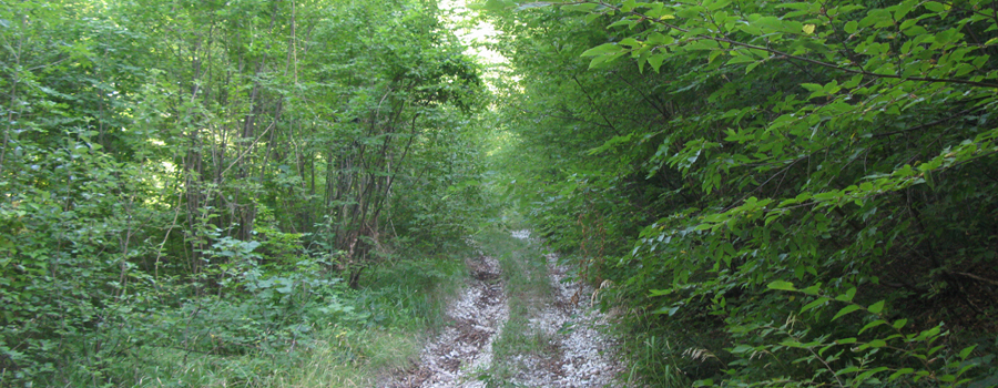 Monte Nerone Sentiero 12 - immagine 1