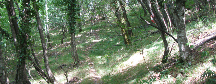 Monte Nerone Sentiero 12 - immagine 4