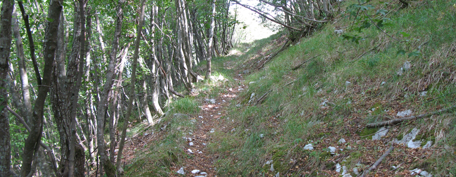 Monte Nerone Sentiero 12 - immagine 5