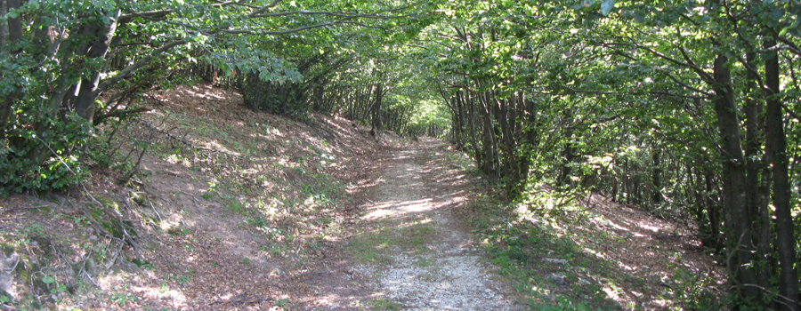 Monte Nerone Sentiero 12 - immagine 12