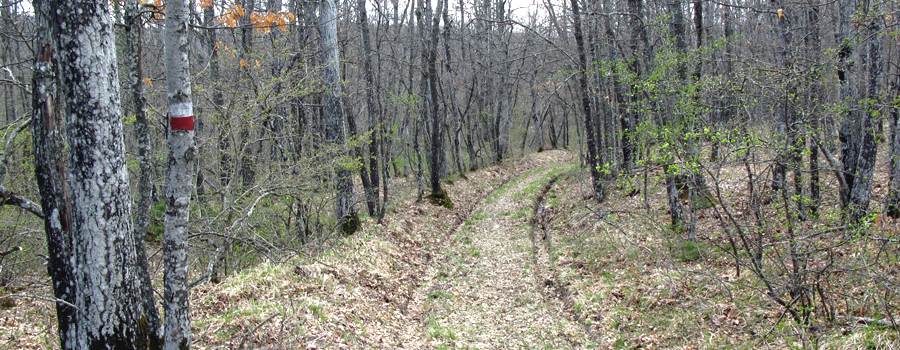 Parco Sasso Simone e Simoncello Sentiero 121 - immagine 4