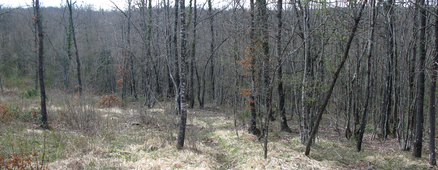 Parco Sasso Simone e Simoncello Sentiero 121 - immagine 7