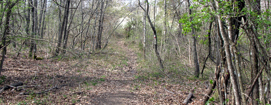 Parco Sasso Simone e Simoncello Sentiero 121 - immagine 9