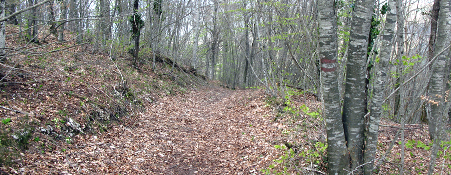 Parco Sasso Simone e Simoncello Sentiero 121 - immagine 13