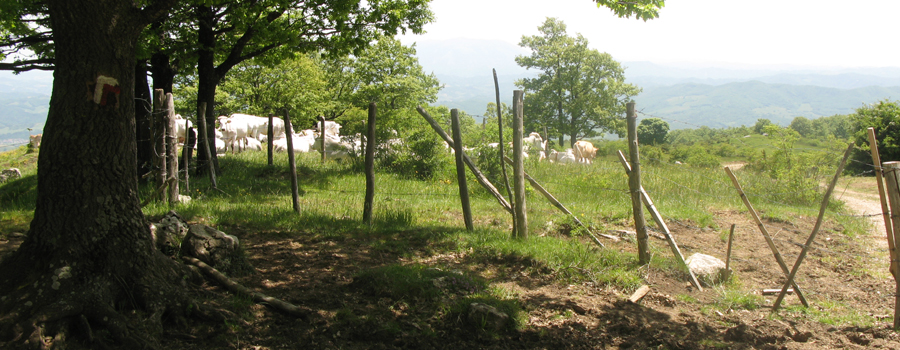 Parco Sasso Simone e Simoncello Sentiero 123 - immagine 10