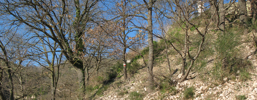 Monti delle Cesane Sentiero 129 - immagine 2