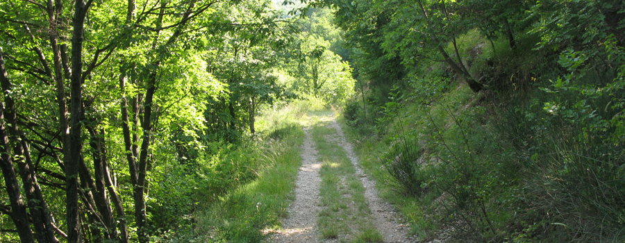 Monte Nerone Sentiero 13 - immagine 2