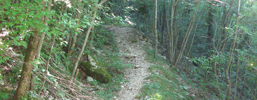 Monte Nerone Sentiero 14 - immagine 3