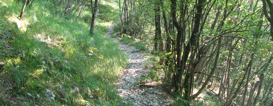 Monte Nerone Sentiero 14 - immagine 6
