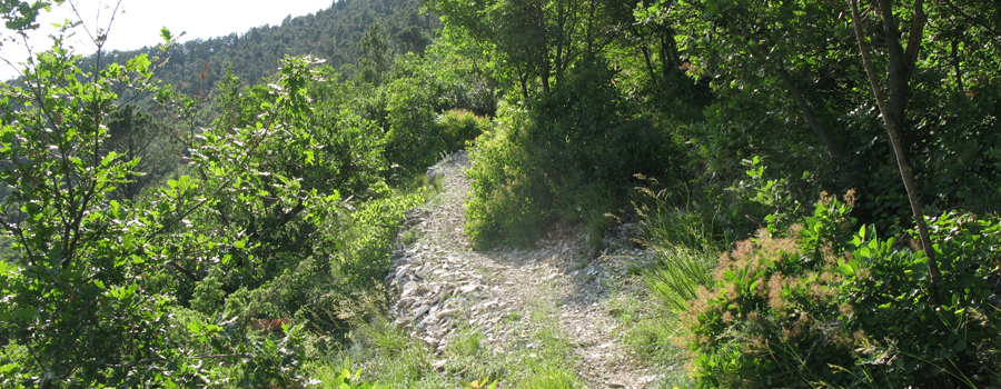 Monti delle Cesane Sentiero 141 - immagine 2