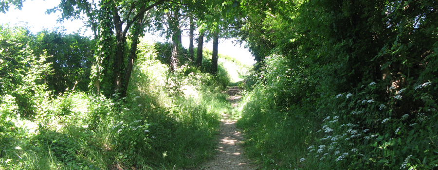 Parco Monte San Bartolo Sentiero 151 - immagine 4