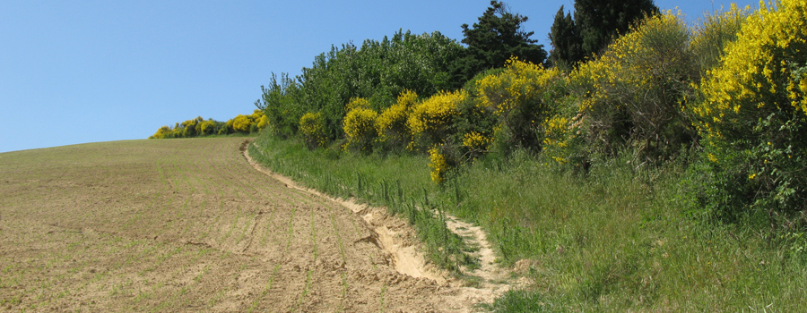Parco Monte San Bartolo Sentiero 151 - immagine 9 (Monte Brisighella)