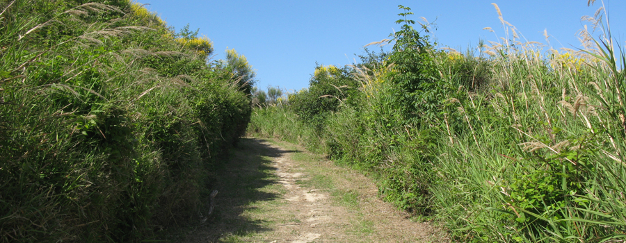 Parco Monte San Bartolo Sentiero 151 - immagine 12