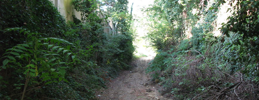 Parco Monte San Bartolo Sentiero 152 - immagine 2