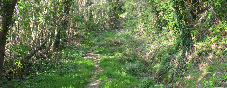 Monte San Bartolo Sentiero 155 - immagine 2