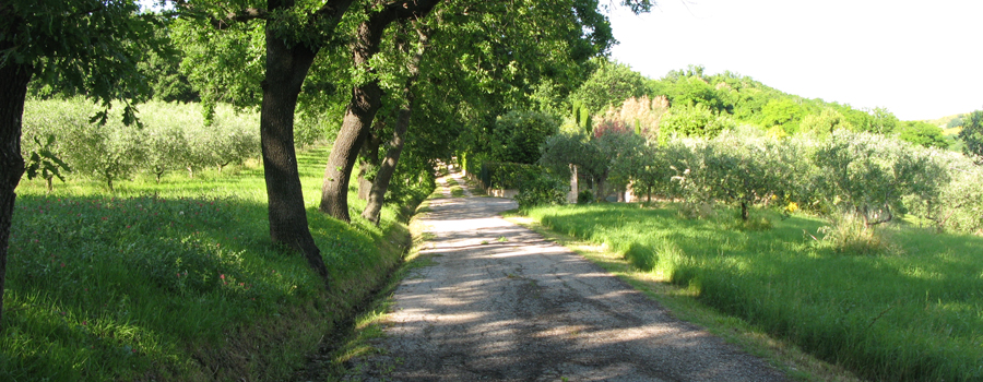 Parco Monte San Bartolo Sentiero 156 - immagine 4