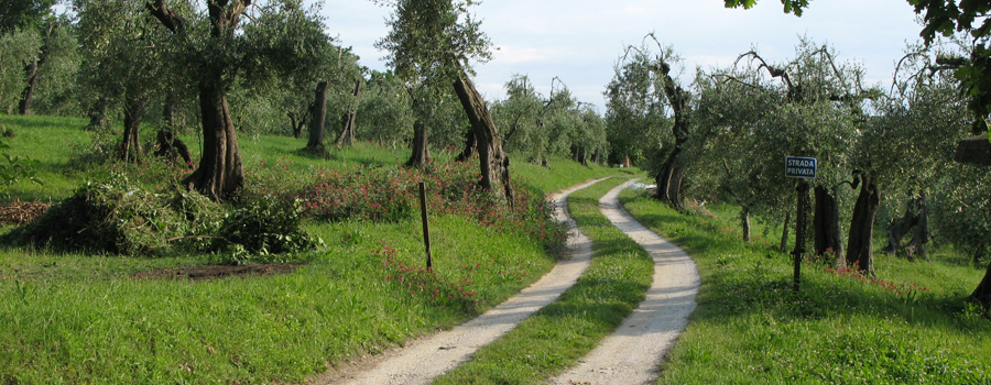 Parco Monte San Bartolo Sentiero 156 - immagine 6