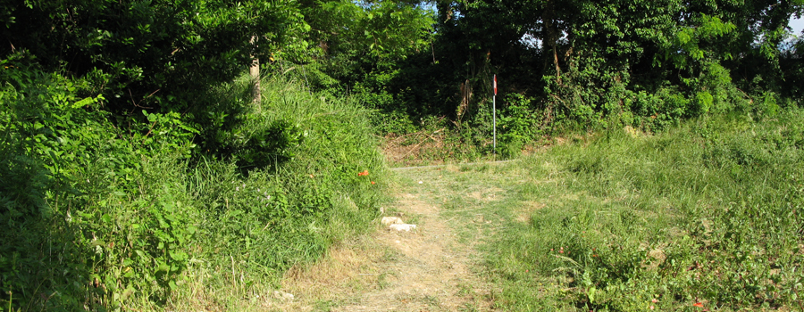 Parco Monte San Bartolo Sentiero 156a - immagine 3