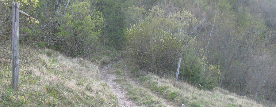 Monte Nerone Sentiero 16 - immagine 7