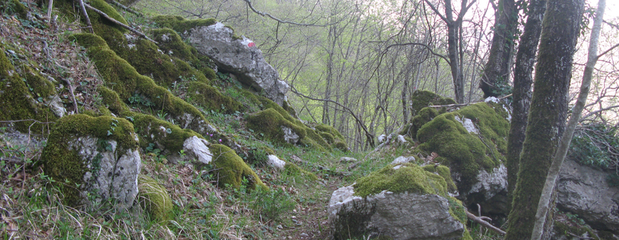 Monte Nerone Sentiero 16 - immagine 11