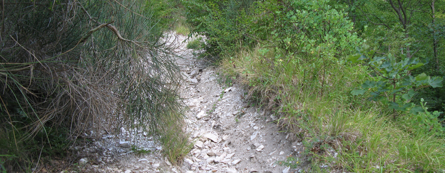 Monte Nerone Sentiero 18 - immagine 3