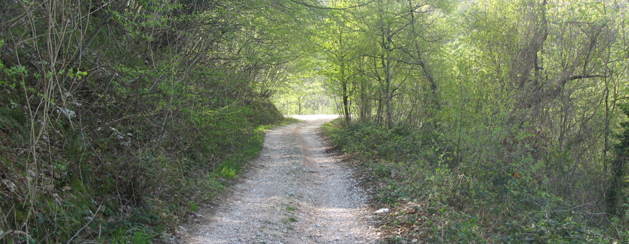 Monte Nerone Sentiero 19 - immagine 3